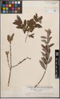 Foto von Salix cinerea L. x Salix nigricans Sm.